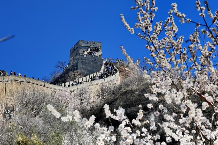เยือนยล 'กำแพงเมืองจีน' วันดอกไม้บานในปักกิ่ง