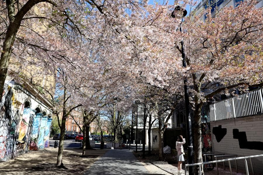 สีสันฤดูใบไม้ผลิ แต่งแต้ม 'ลอนดอน' มีชีวิตชีวา