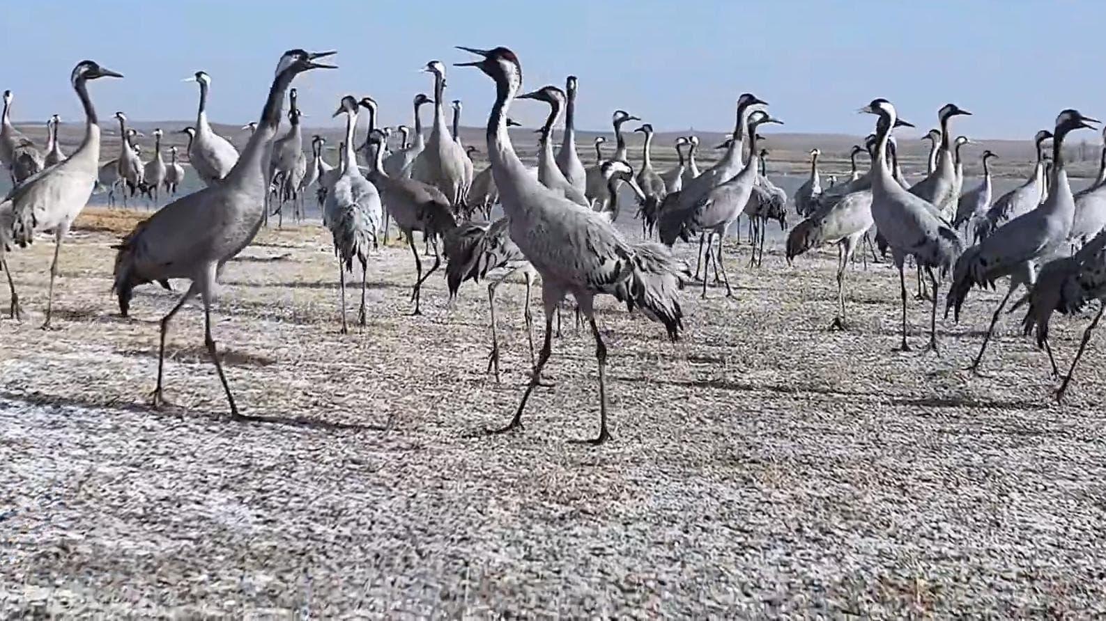 นกกระเรียนมงกุฎเทา' ฝูงใหญ่ แวะพักพื้นที่ชุ่มน้ำมองโกเลียใน