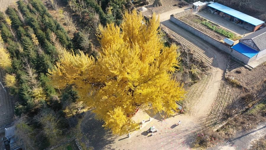 จีนทุ่ม 8 หมื่นหยวน ชุบชีวิต 'ต้นแปะก๊วย' เก่า 1,400 ปี