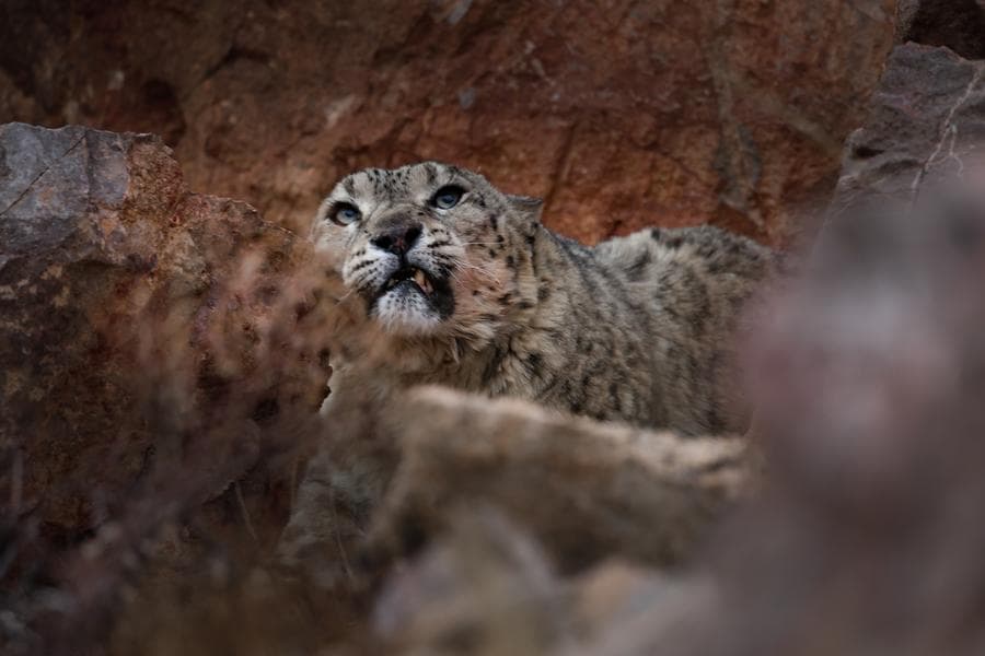 จับภาพใกล้ชิด 'เสือดาวหิมะ' ใช้ชีวิตบนภูเขาหินในทิเบต