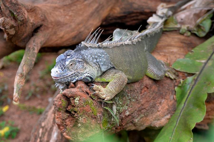 ส่องหลากชีวิต 'สัตว์' ในสวนสัตว์ศรีลังกา