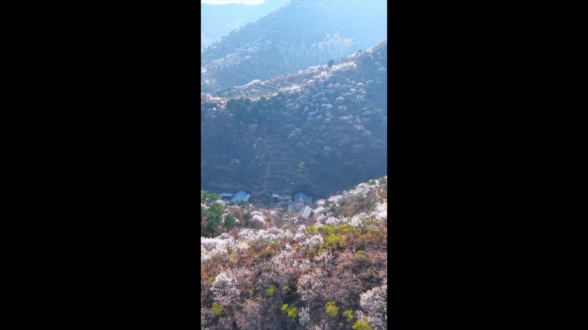 ดอกแอปริคอตแต้มสีสัน 'กำแพงเมืองจีน' ในเทียนจิน