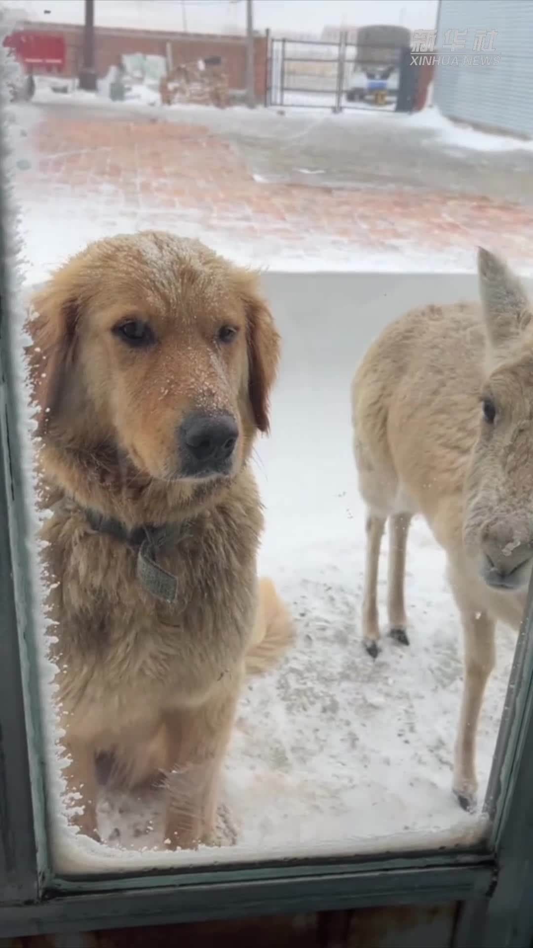 เจ้าตูบโกลเดนในมองโกเลียใน ตีซี้สัตว์คุ้มครอง 'กาเซลล์' พากลับเยี่ยมบ้าน