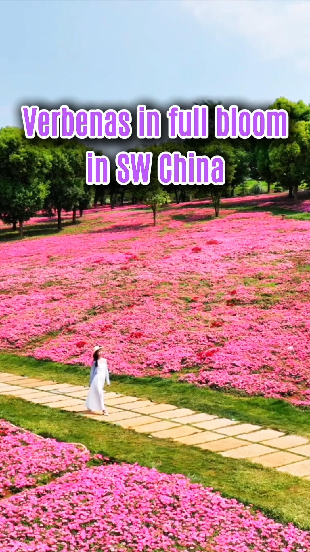 ทุ่ง 'ดอกเวอร์บีนา' ชมพูหวาน สวยชวนฝันในยูนนาน