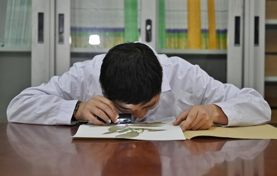 ติดตามทีมนักวิจัยจีนศึกษา 'ยูโอนีมัส เฉิงตูเอนัส' พืชพันธุ์ใหม่ในเฉิงตู