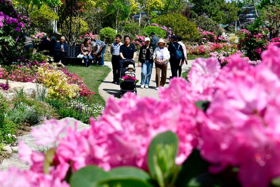 นทท.เดินชม 'กุหลาบพันปี' สีสันเตะตาในซานตง