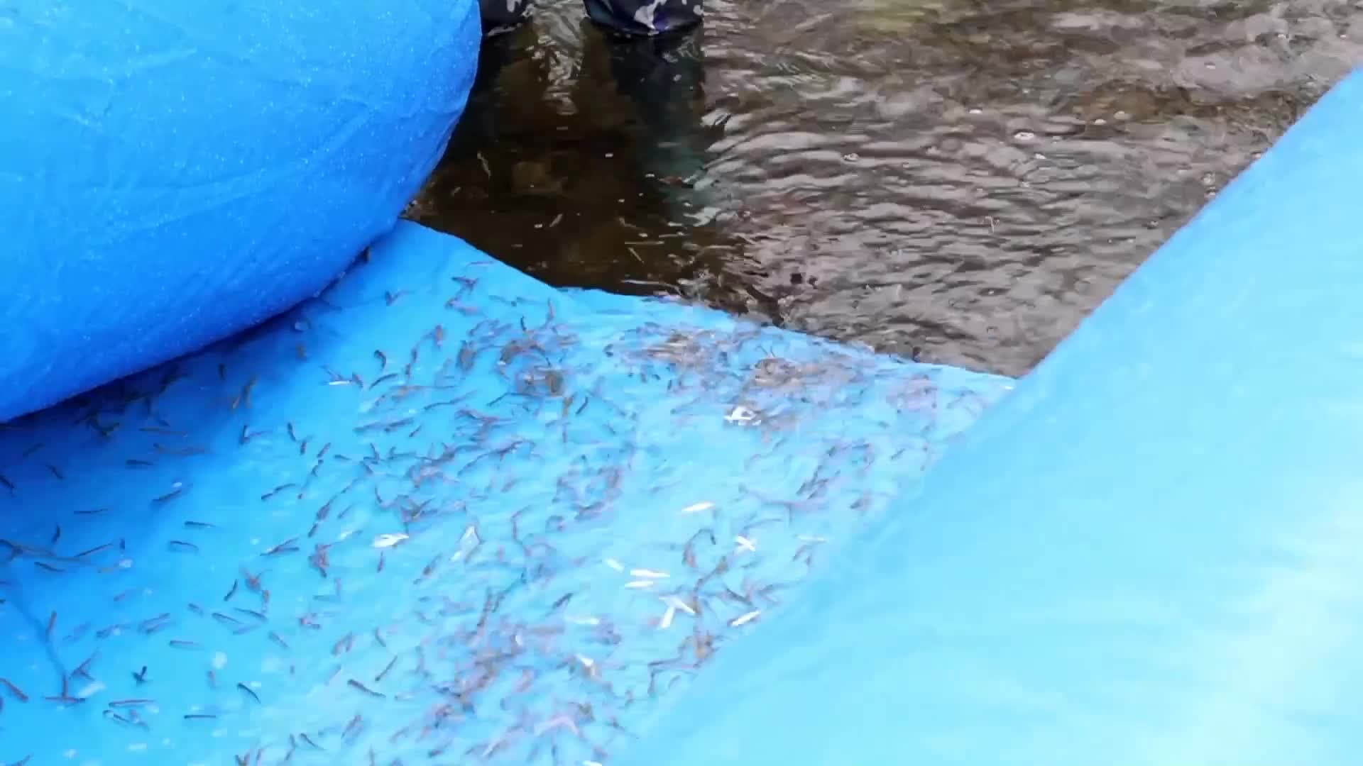 เฮยหลงเจียงปล่อย 'ลูกปลาแซลมอนชัม' ลงแม่น้ำ 3 แสนตัว