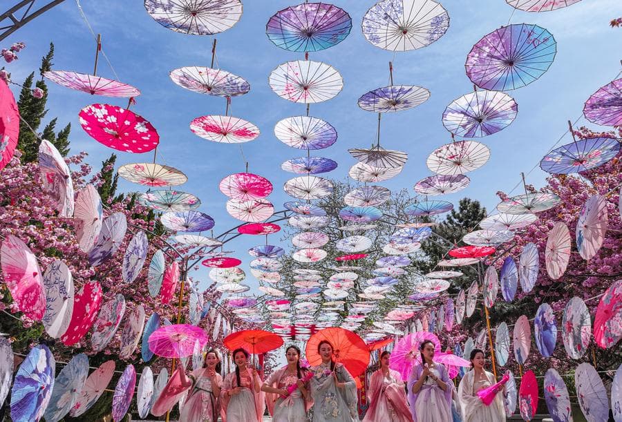 นักท่องเที่ยวสาวสวมฮั่นฝู เดินชมวิวซากุระในหรงเฉิง