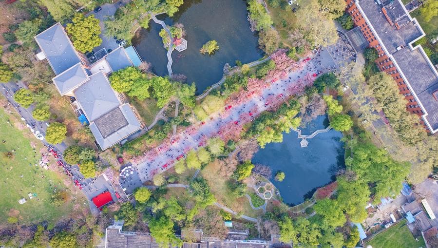 ถนน 'ซากุระ' สีหวาน จุดเช็กอินรั้วมหา'ลัยในอันฮุย