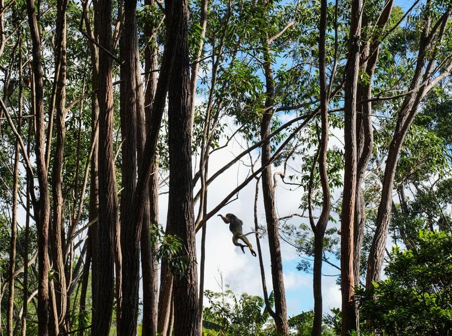 ส่อง 'ลีเมอร์' หลากสายพันธุ์บนเกาะมาดากัสการ์