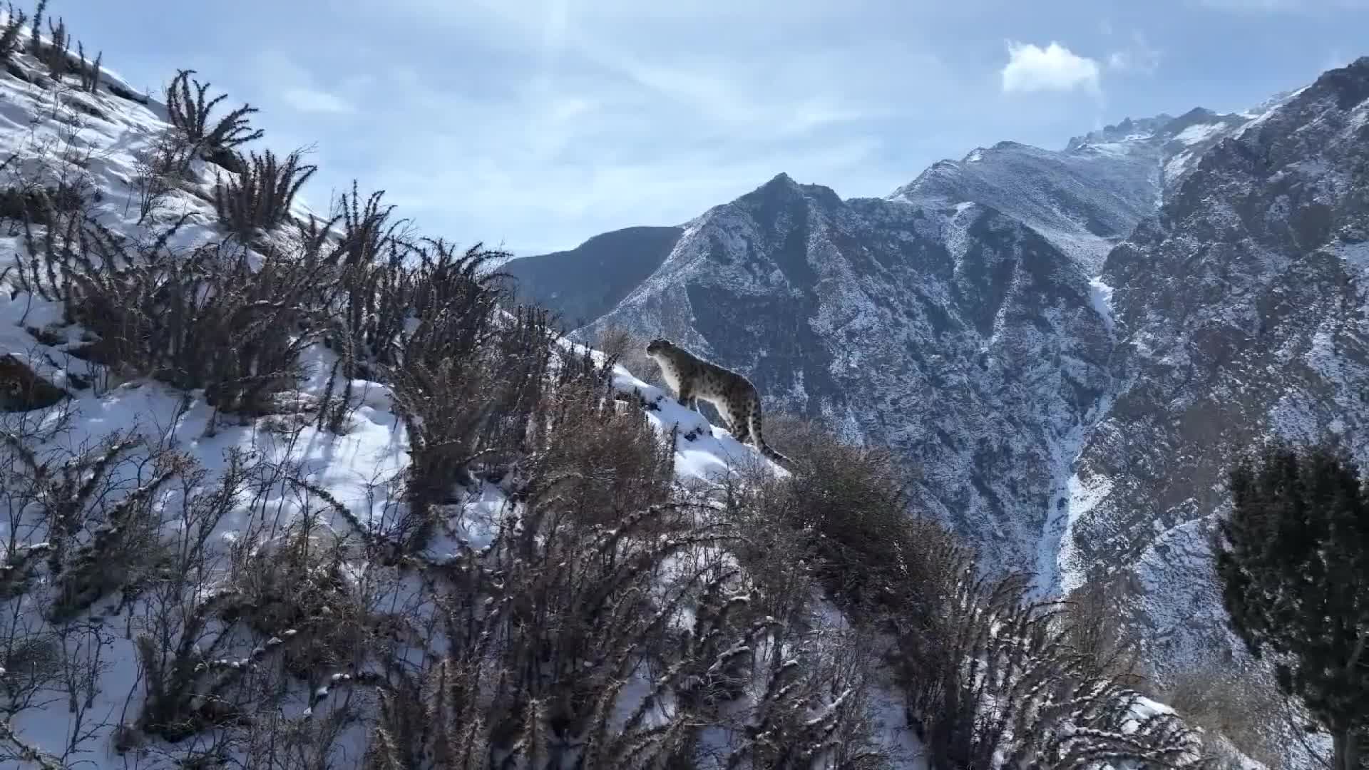 สมมงราชา! กานซู่จับภาพ 'เสือดาวหิมะ' เดินเล่นเขาสูงชัน