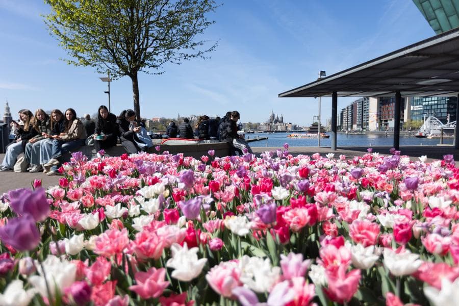 อัมสเตอร์ดัมจัดเต็ม 'ทิวลิป' หลากสีทั่วเมือง ฉลองครบรอบ 750 ปี