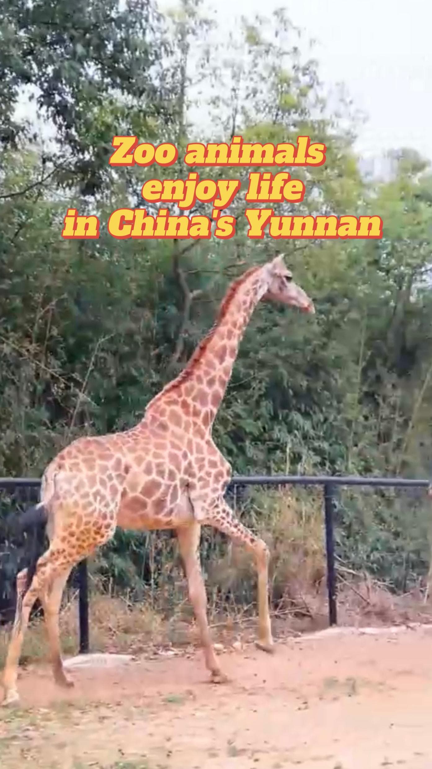 ส่องชีวิตสรรพสัตว์ใช้ชีวิตสุขสงบในยูนนาน