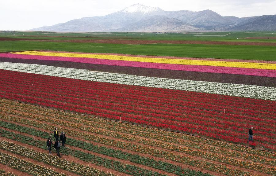 ทุ่งดอก 'ทิวลิป' ทอดยาวราวพรมหลากสีในตุรกี