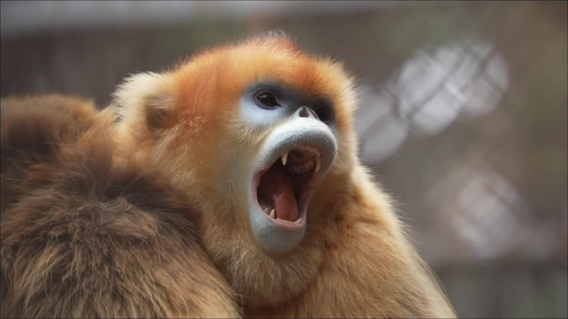 ง่วงไม่ไหว! 'ลิงจมูกเชิดสีทอง' หาวปากกว้างโชว์เขี้ยวแหลม