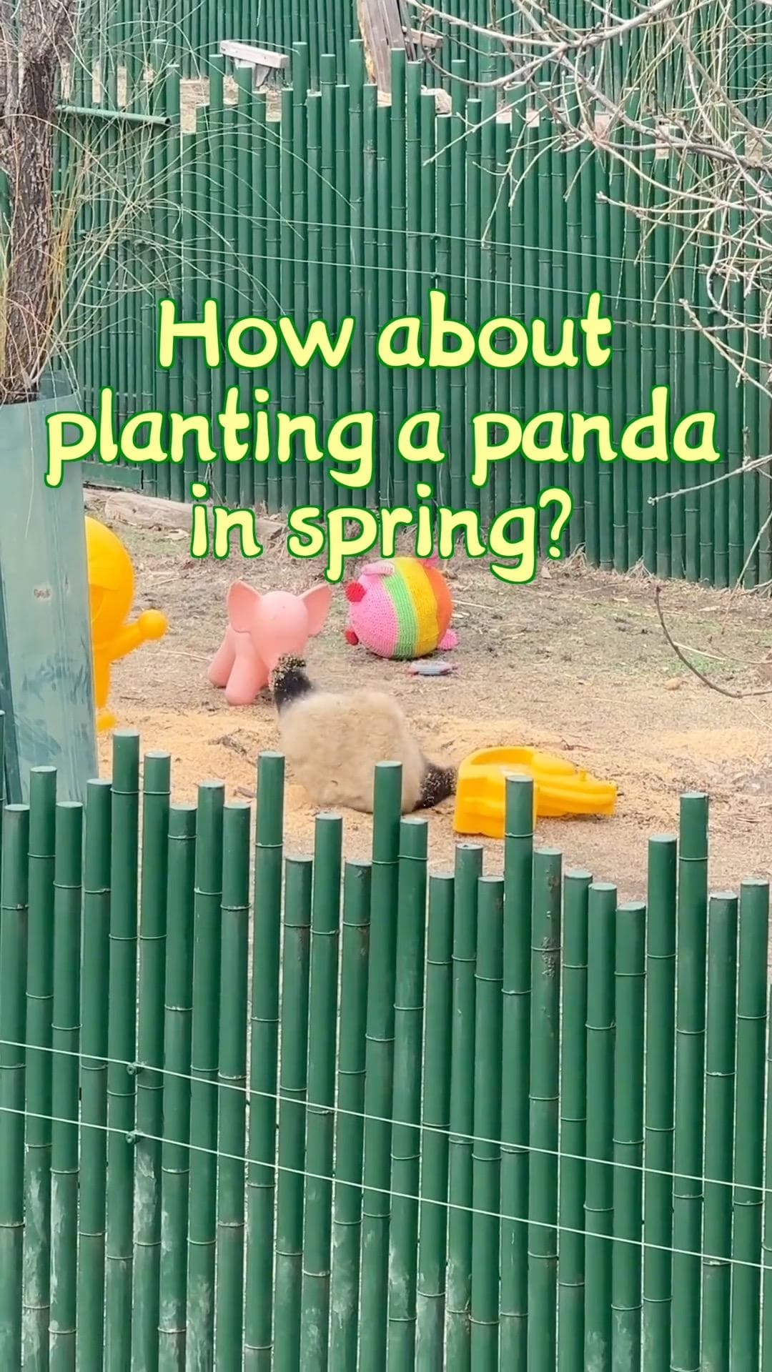 เจ้าหนู 'ปิงชิง' แพนด้ายักษ์ในเสิ่นหยาง กับลีลาขุดทรายแบบโลกจำ