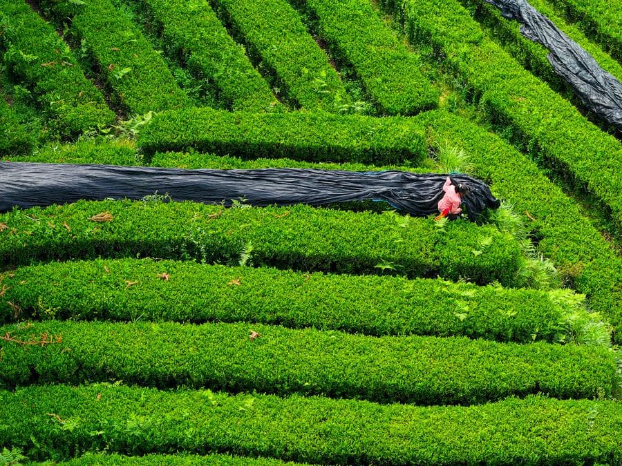 อำเภอเจียงโข่ว' ในกุ้ยโจว ศูนย์กลางอุตฯ มัทฉะระดับโลก