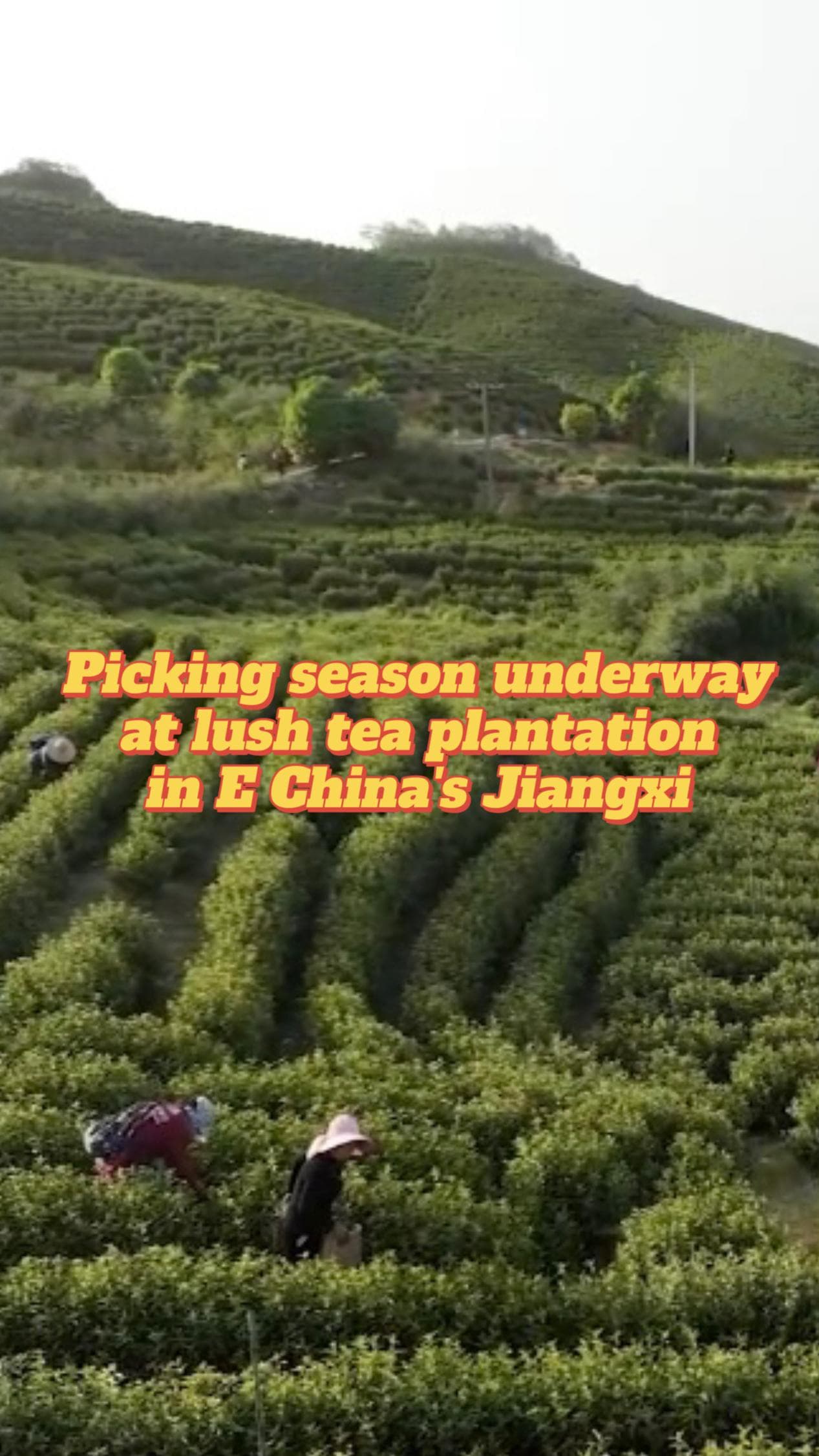 ฤดูเก็บใบชาที่ 'ไร่ชาขั้นบันได' ในเจียงซี