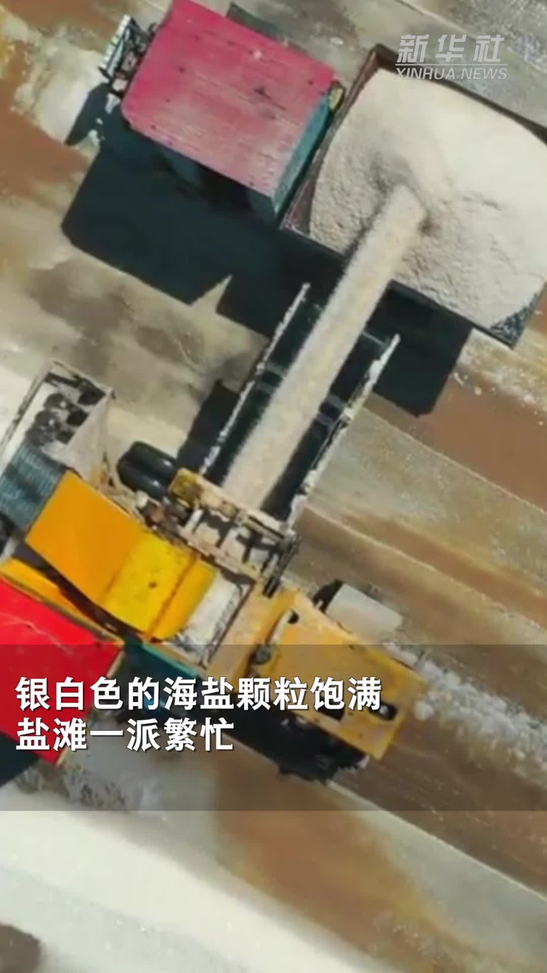 ส่องงานเก็บโกย 'เกลือทะเล' กลางแปลงนาในปินโจว