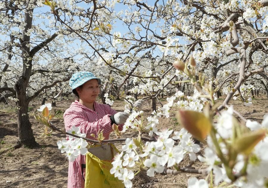 เกษตรกรแต่งกิ่งผสมเกสร 'ดอกแพร์' ผลิบานสวยในเหอเป่