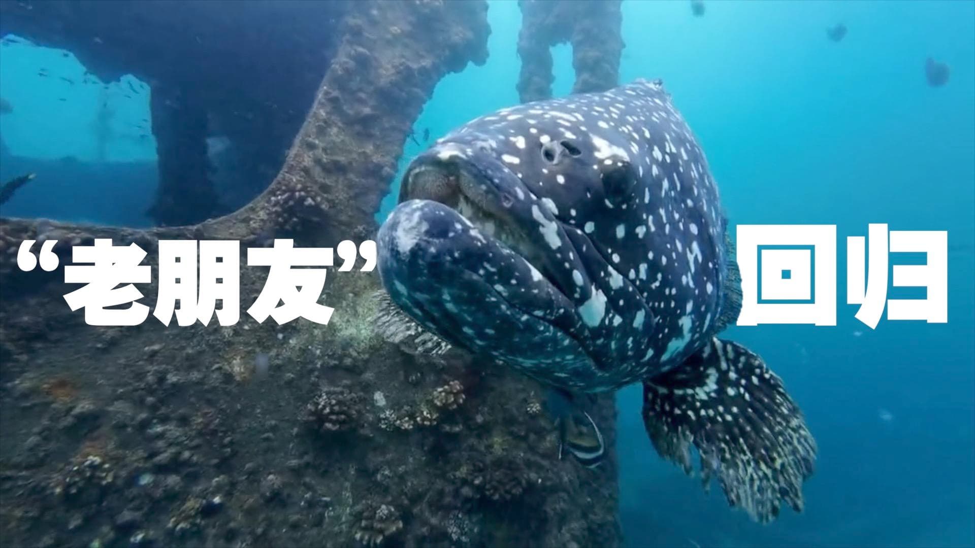 เก๋ายักษ์ 'ปานปาน' คืนถิ่นซานย่า หลังหายหน้านับปี