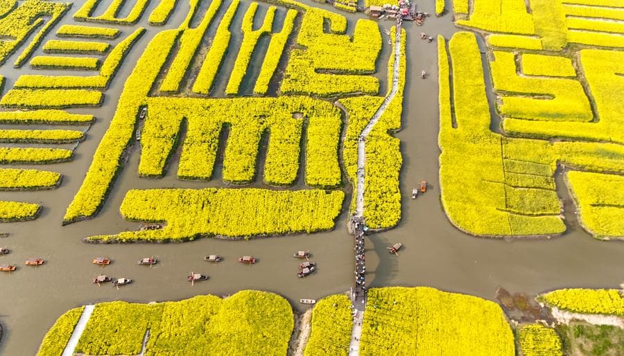 หมู่เกาะ 'ดอกผักกาด' เหลืองอร่าม สีสันเด่นกลางน้ำในเจียงซู