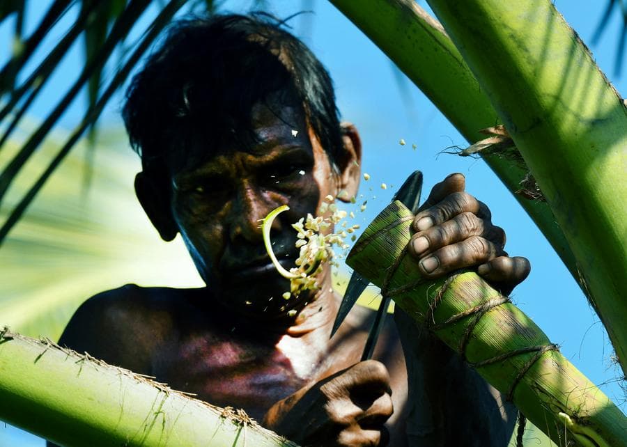 ส่องงานเก็บเกี่ยว 'น้ำตาลมะพร้าว' สุดหวาดเสียวในศรีลังกา