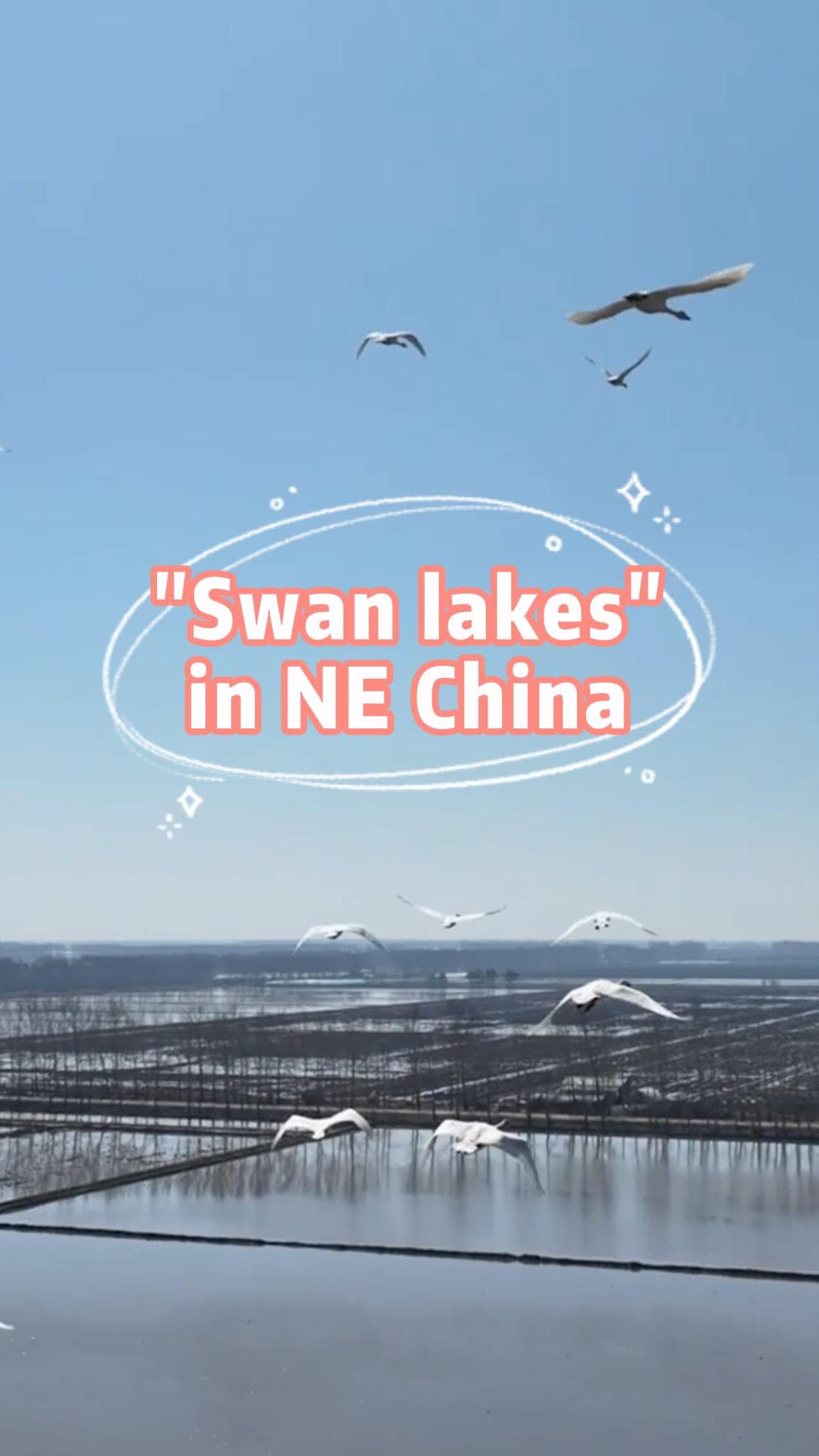 ฝูงหงส์บินร่อนเหนือทุ่งนาในเจียมู่ซือ