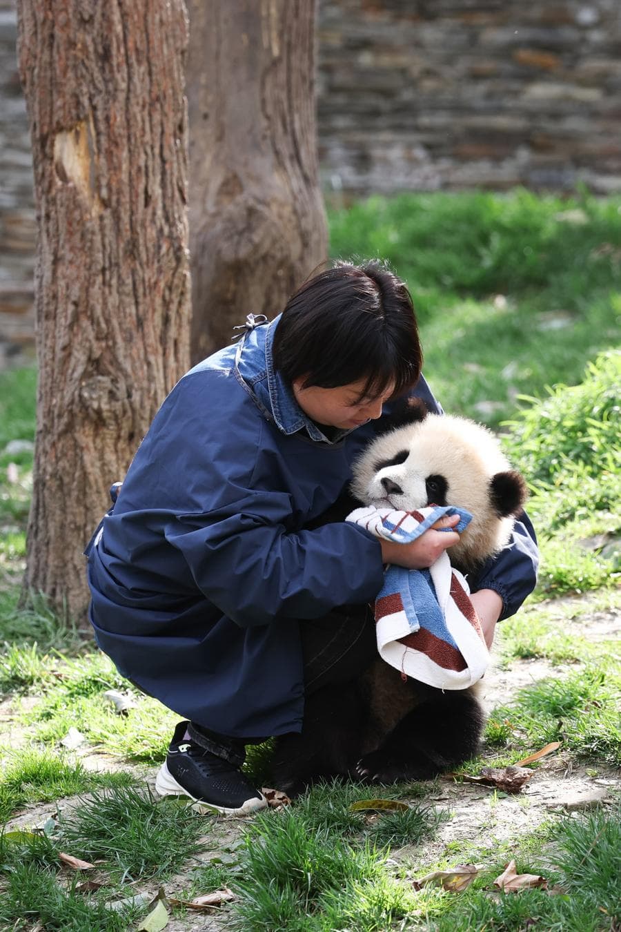 งานในฝัน! จนท.จีนอุทิศกายใจดูแล 'แพนด้ายักษ์' ในเสฉวน