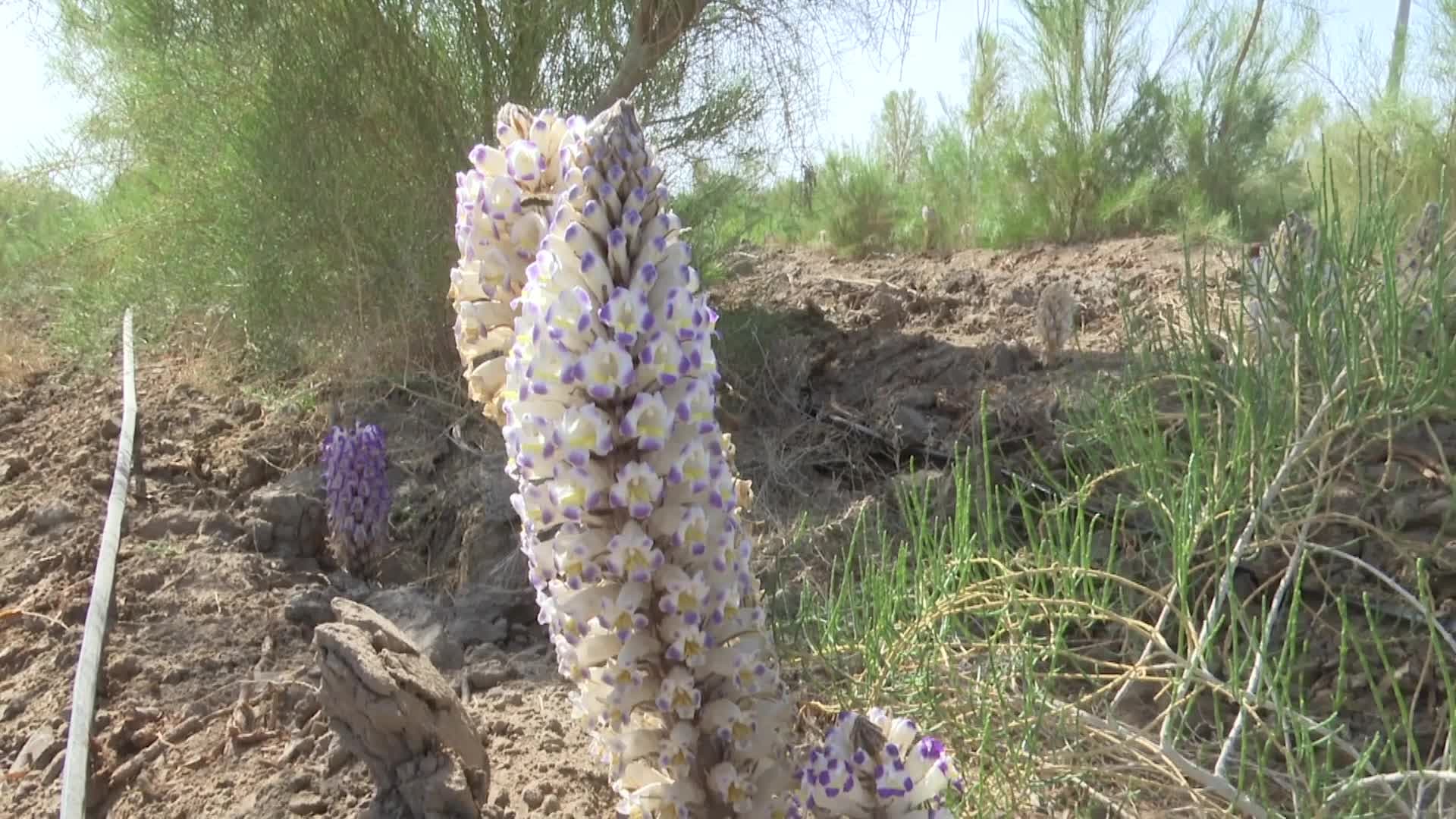 ดอกโสมทะเลทราย' บานสะพรั่งกลางทะเลทรายในซินเจียง