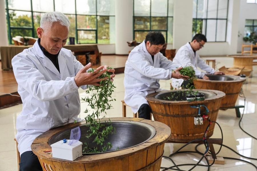 ลัดเลาะชมอุตสาหกรรม 'ชาจวี่เหยียน' มรดกวัฒนธรรมในเจ้อเจียง