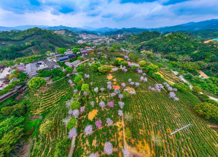 แมกไม้แต้มสีสัน 'ไร่ชา' ฤดูใบไม้ผลิในกว่างซี