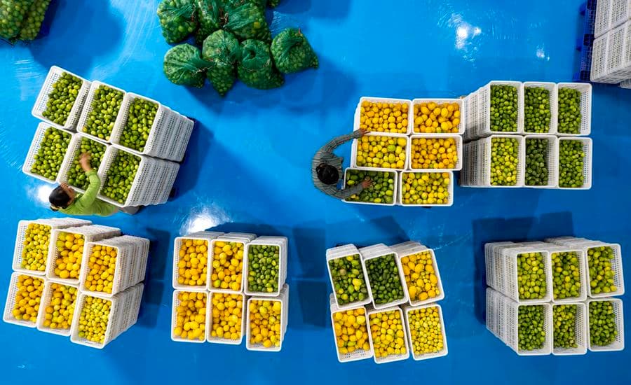 อุตสาหกรรม 'เลมอน' สร้างงานสร้างเงินในรุ่ยลี่