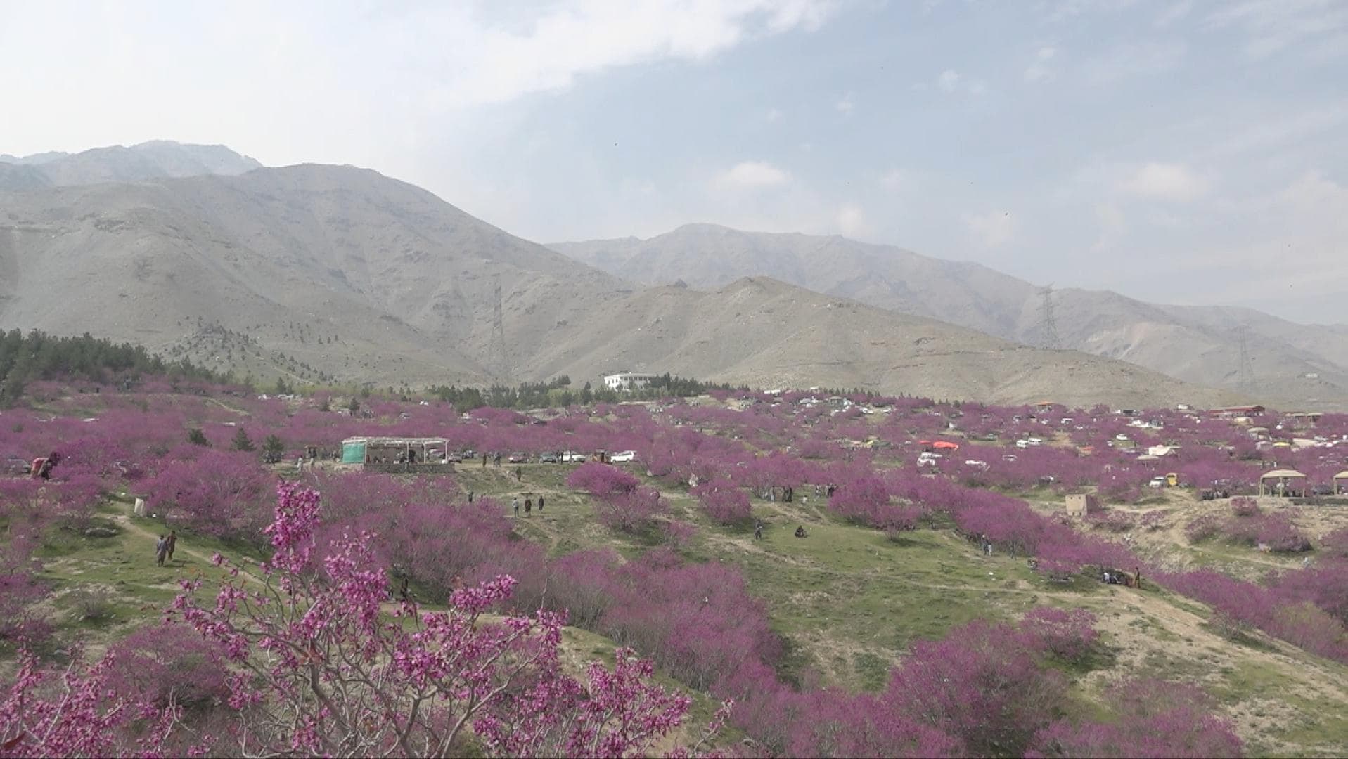 GLOBALink : เที่ยว 'เนินเขาสีม่วง' ชมดอกไม้บานในอัฟกาฯ