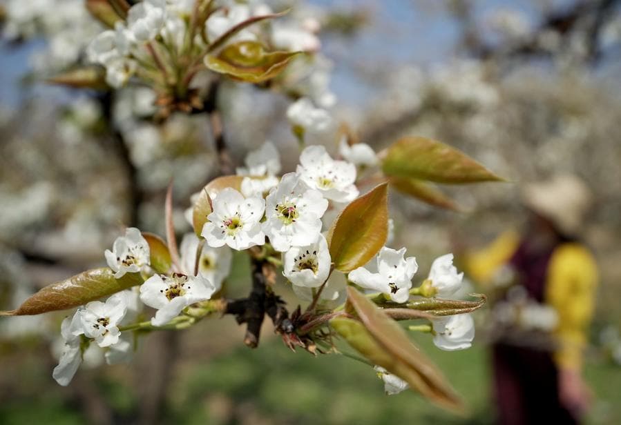 ดอกแพร์ขาวบริสุทธิ์ผลิบานเต็มสวนในเหอเป่ย