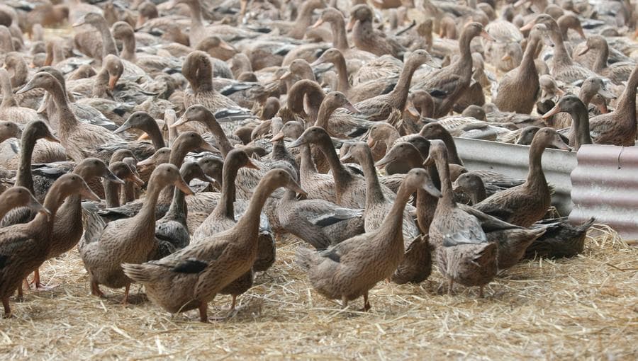 ส่องอุตสาหกรรม 'ไข่เป็ด' เพิ่มรายได้เกษตรกรในเหลียวหนิง