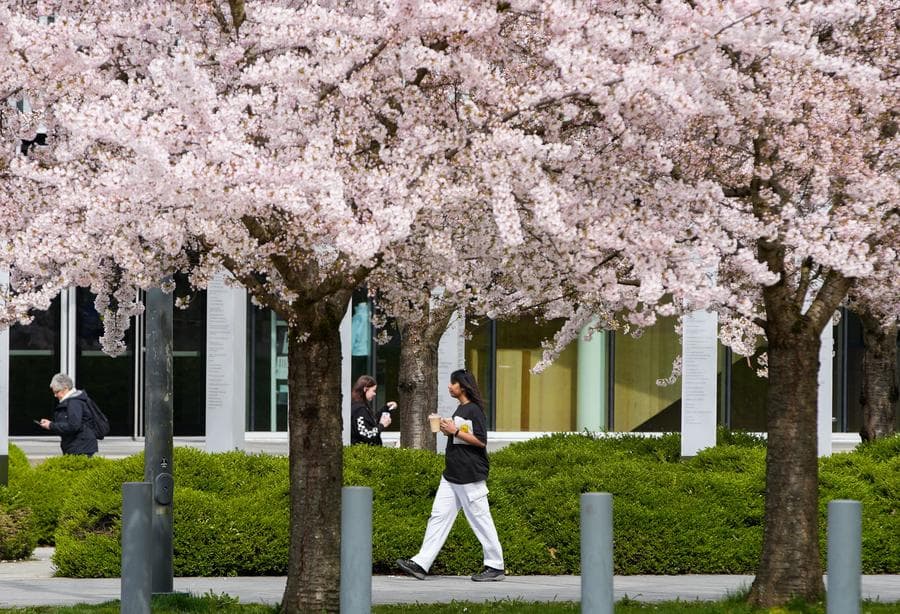 ต้นซากุระ' ผลิบานอวดดอกสีสวยประดับแวนคูเวอร์