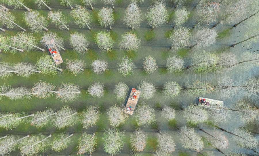 ล่องแพชมป่าสนกลางน้ำ ยามฤดูใบไม้ผลิในเจียงซู