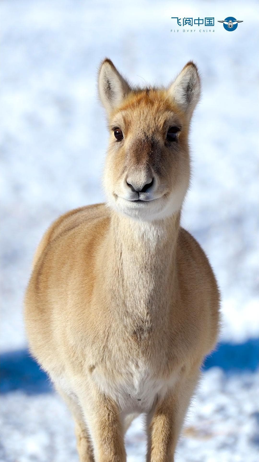 ฝูง 'กาเซลล์มองโกเลีย' สุดน่ารัก ใช้ชีวิตกลางทุ่งหญ้าหิมะขาว