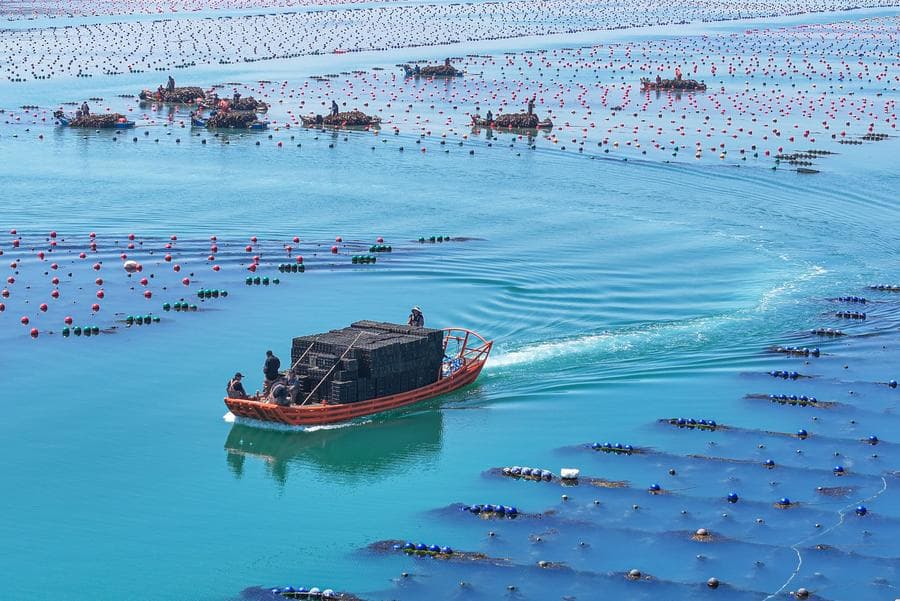 ท้องทะเลคึกคัก! ชาวประมงออกเรือลุยงานกลางทะเลในซานตง
