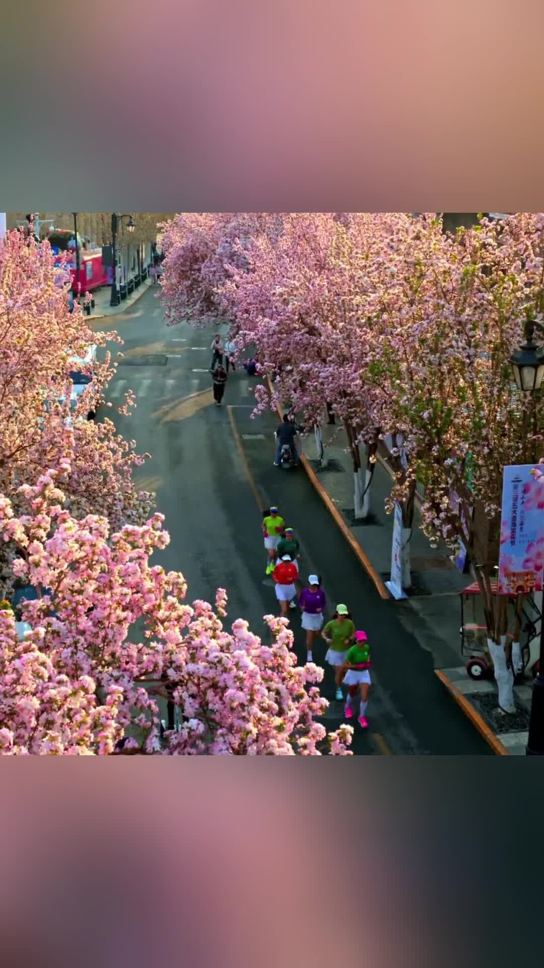 ดอกไห่ถังบานประดับ 'เมืองเก่าอู่ต้าเต้า' ในเทียนจิน