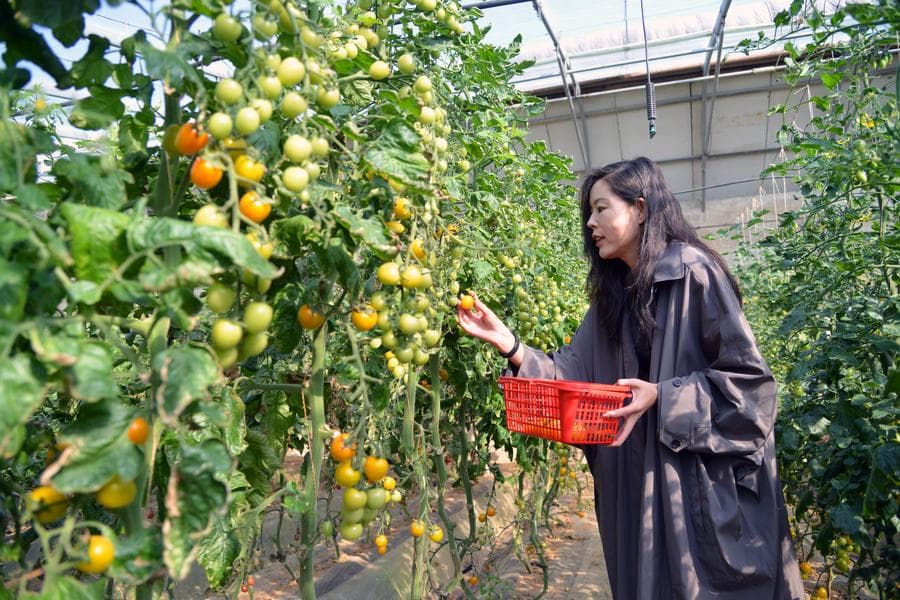 ผู้คนร่วมกิจกรรม 'ชิมมะเขือเทศ' เก็บสดใหม่ในปักกิ่ง