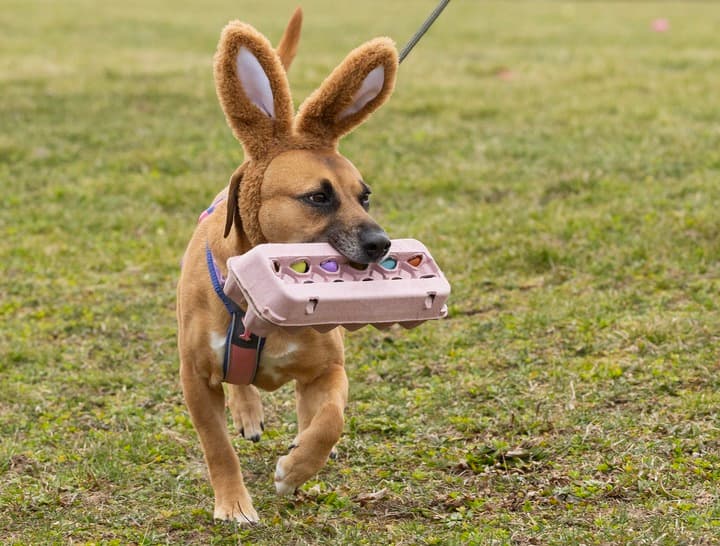 เจ้าตูบร่วมล่า 'งับไข่' ฉลองอีสเตอร์ในแคนาดา