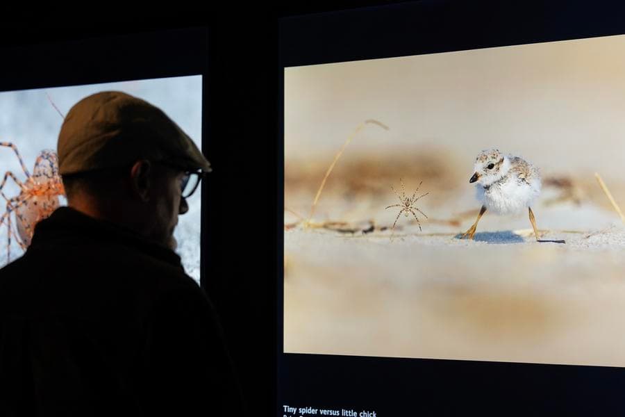 ออสเตรเลียศึกษาพบ 'นก' แสดงบุคลิกภาพผ่าน 'เสียงร้อง