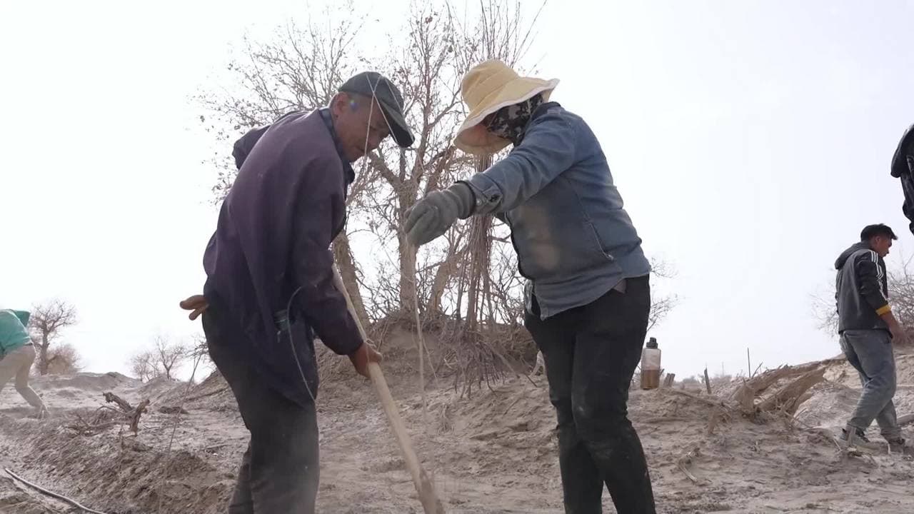 ซินเจียงปลูก 'ต้นปอปลาร์' 4 หมื่นต้น มุ่งเพิ่มพื้นที่สีเขียวในทะเลทราย