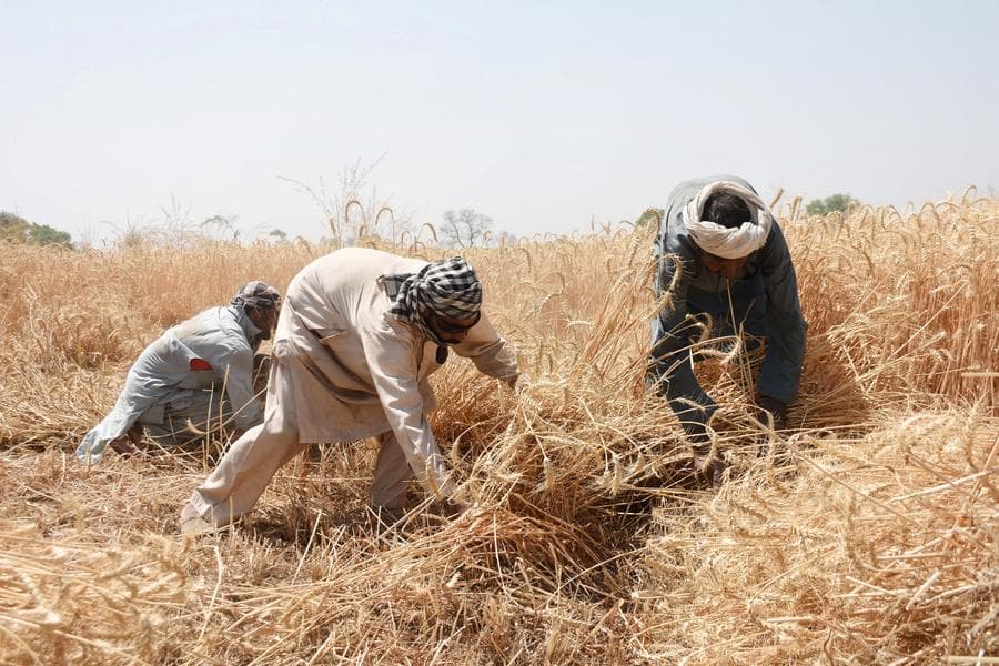 Asia Album : เกษตรกรลุยงานเกี่ยว 'ข้าวสาลี' คึกคักในปากีสถาน