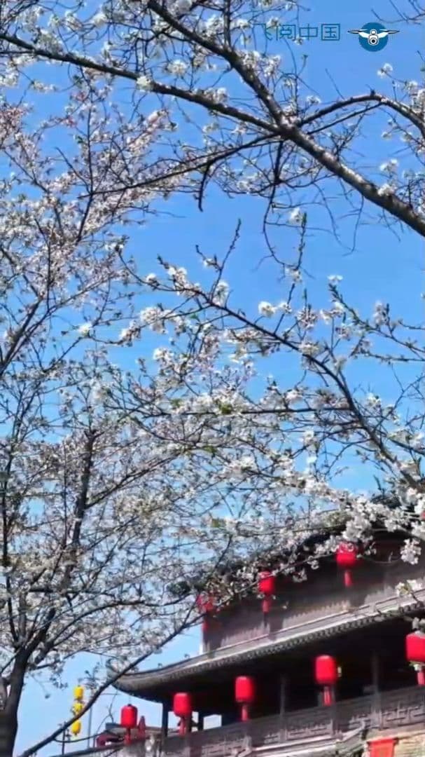 บินเหนือจีน : ชมวิว 'ซากุระบาน' ประดับเมืองโบราณในอันฮุย