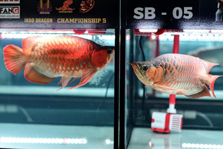 อินโดฯ จัดชิงแชมป์ 'ปลามังกร' ครั้งที่ 5