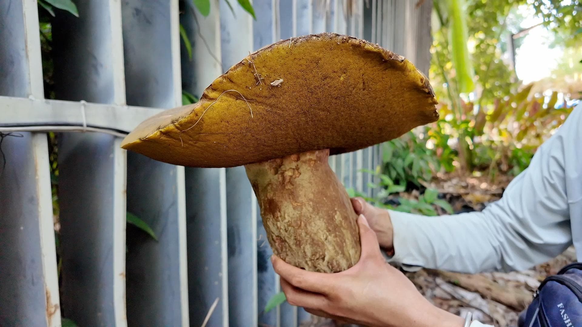 ชาวบ้านยูนนานพบ 'เห็ดตับเต่า' ใหญ่ยักษ์ หนัก 2.2 กก.